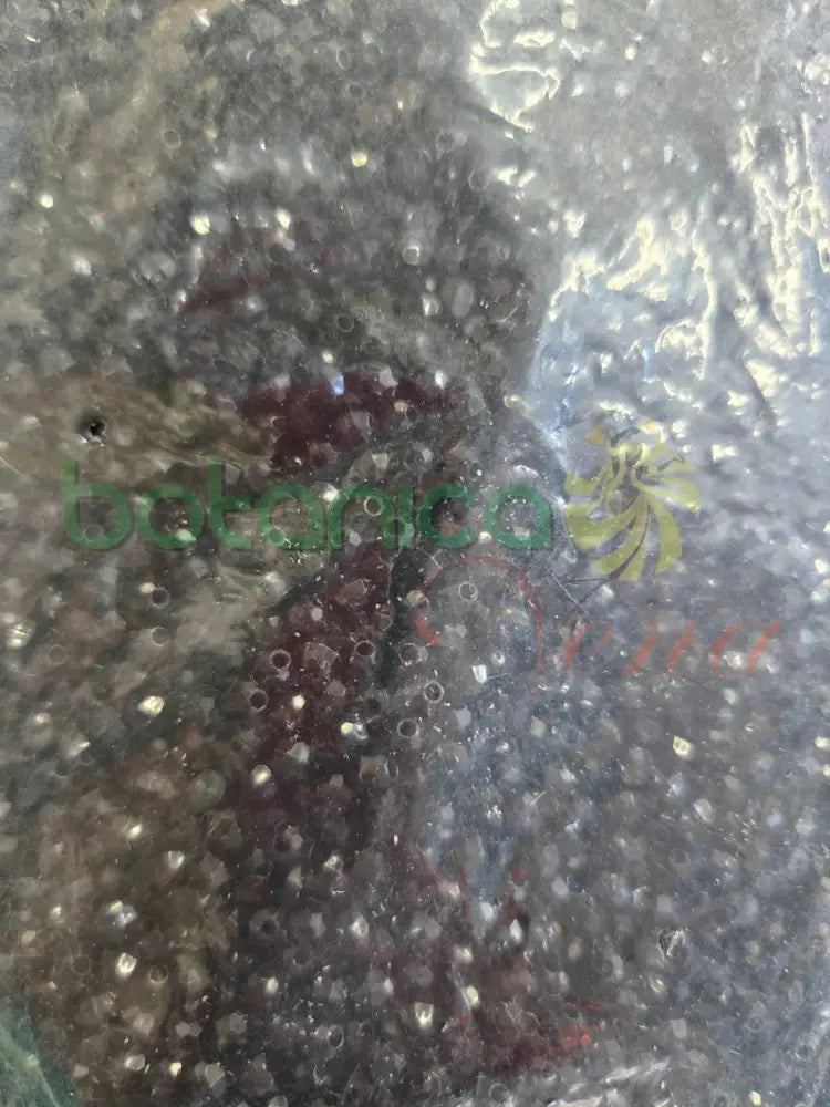 1 lb Cuentas Negras Negra Brillante