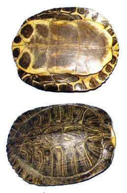 Carapacho de Jicotea (Tortuga) 1 pieza Aprox. 7"-8" L - Botanica Nena