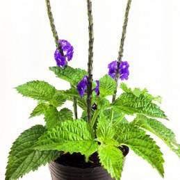 Verbena (Herb) - Botanica Nena