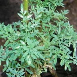 Ruda (Herb) - Botanica Nena