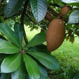 Mamey (Herb) - Botanica Nena