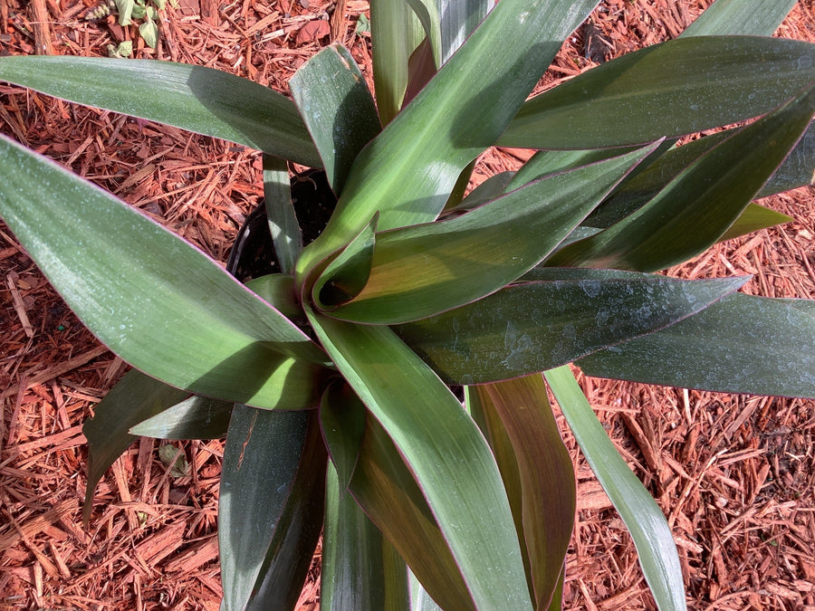 Cordoban (Herb) - Botanica Nena