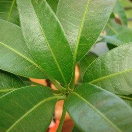 Mango (Herb) - Botanica Nena