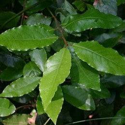 Laurel (Herb) - Botanica Nena