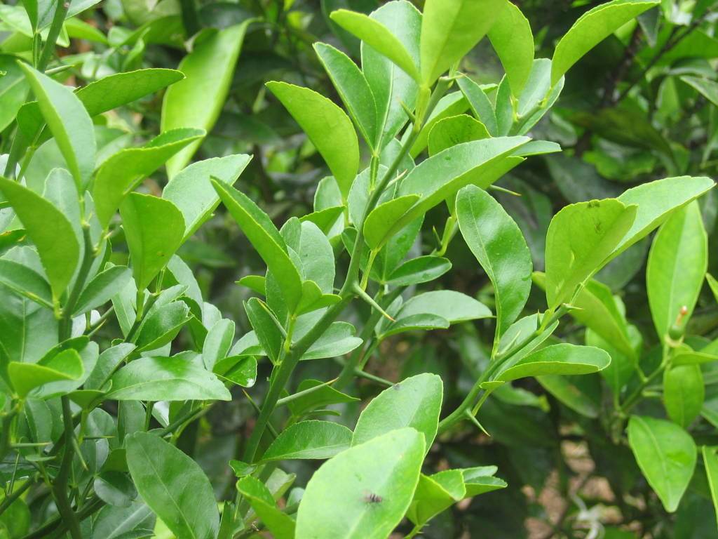 Limon (Herb) - Botanica Nena