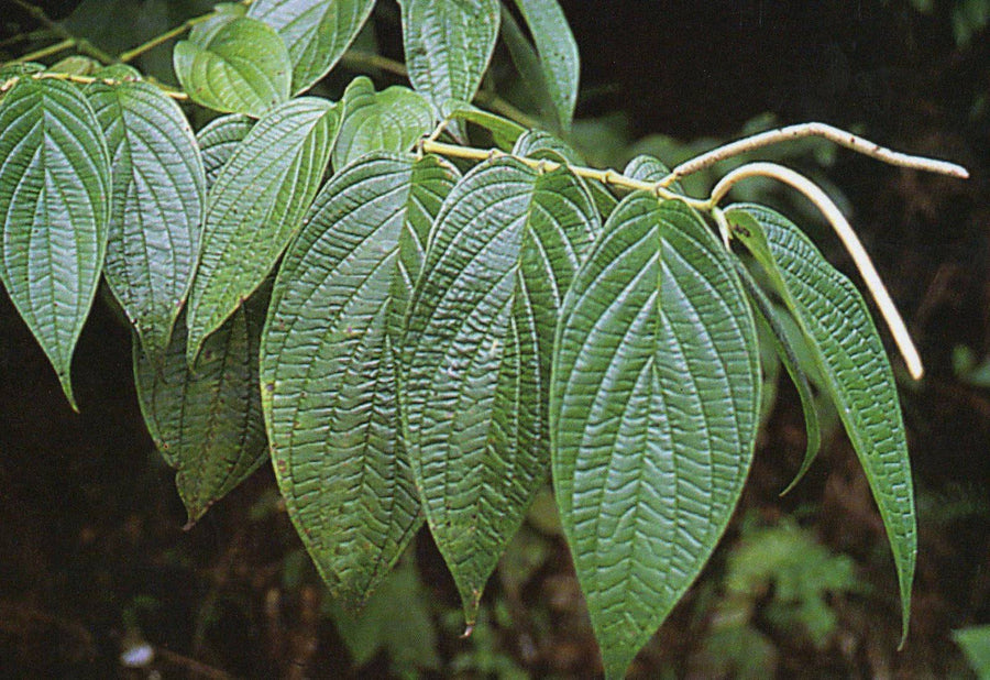 Platanillo de Cuba (Herb) - Botanica Nena