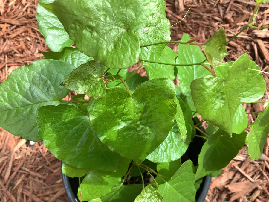 Coralillo (Herb) - Botanica Nena