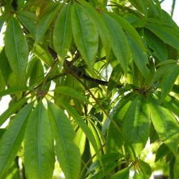 Ceiba (Herb) - Botanica Nena