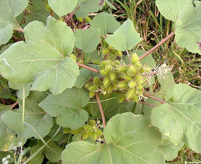 Guizaso de Caballo (Herb) - Botanica Nena