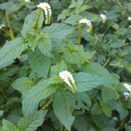 Alacrancillo (Herb) - Botanica Nena