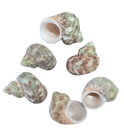 Caracol verde y marron - Turban Shells - Turbo Seashells - Botanica Nena