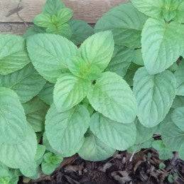 Menta (Herb) - Botanica Nena