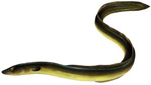 Anguila Electrica Congelada - Botanica Nena