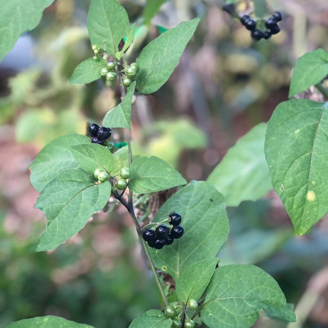 Hierba Mora (Herb) - Botanica Nena