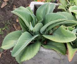 Mala Madre (Kalanchoe pinnata o Chlorophytum comosum) - Botanica Nena