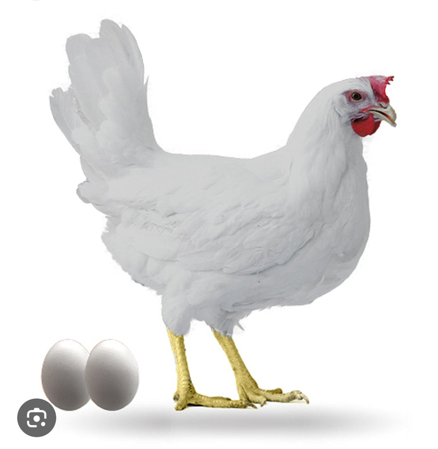 GALLINA BLANCA - Botanica Nena