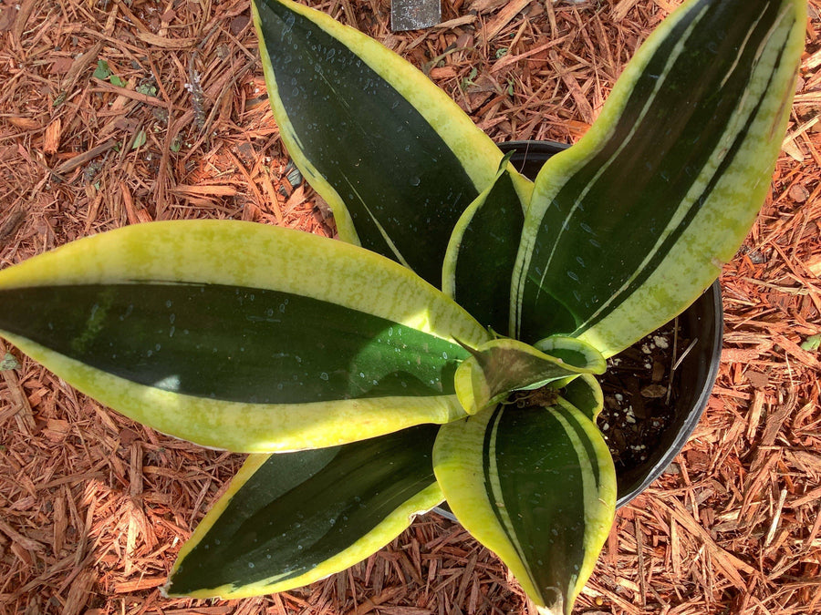 Lengua de Vaca (Herb) - Botanica Nena