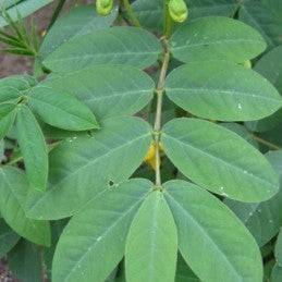 Hierba Hedionda - Guanina (Herb) - Botanica Nena