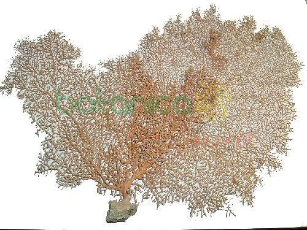 Abanico de Mar Rojizo -12" 16" aproximadamente - Botanica Nena