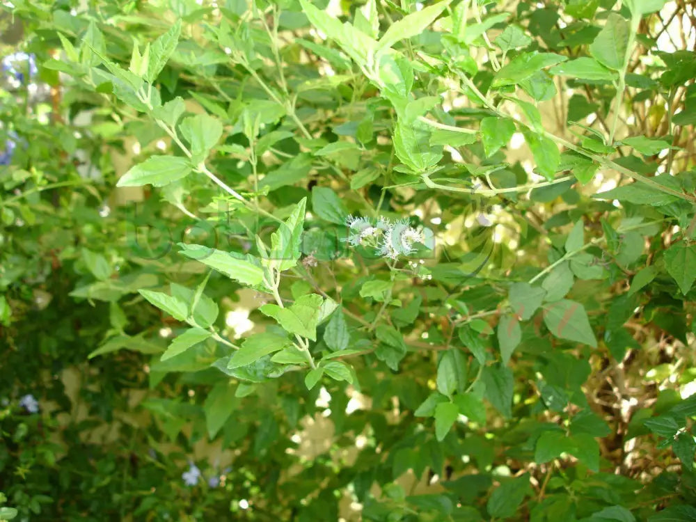 Fresh Road Opener (Abre Camino) - Botanica Nena