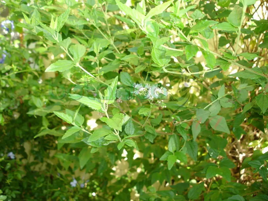 Fresh Road Opener (Abre Camino) - Botanica Nena