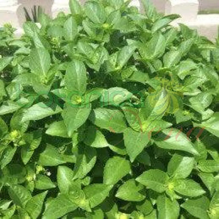 Fresh blanco or verde Basil (Albahaca Blanca or Verde) - Botanica Nena