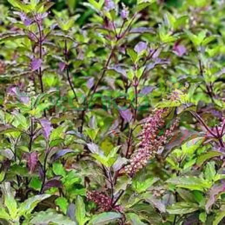 Fresh Purple Basil (Albahaca Morada) - Botanica Nena