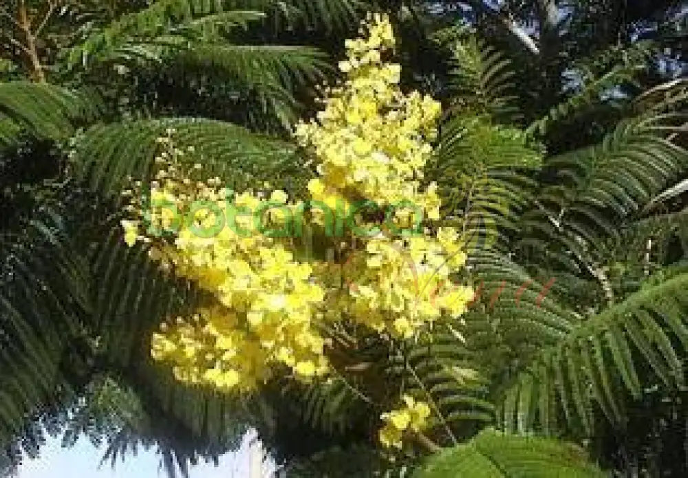 Fresh Iguí Ata Oro (Algarrobo) - Botanica Nena