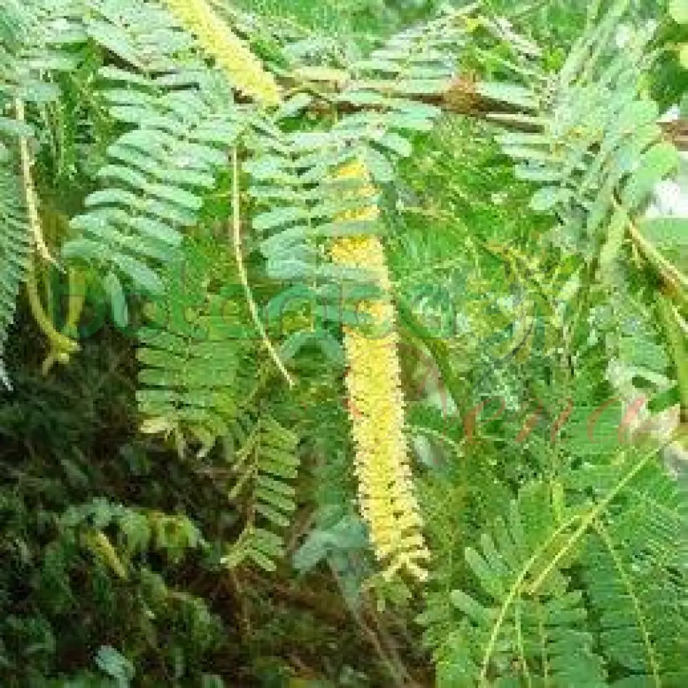 Fresh Iguí Ata Oro (Algarrobo) - Botanica Nena