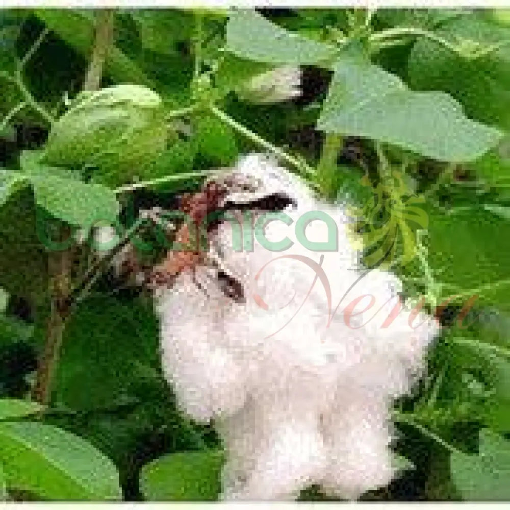 Fresh Cotton (Algodón) - Botanica Nena