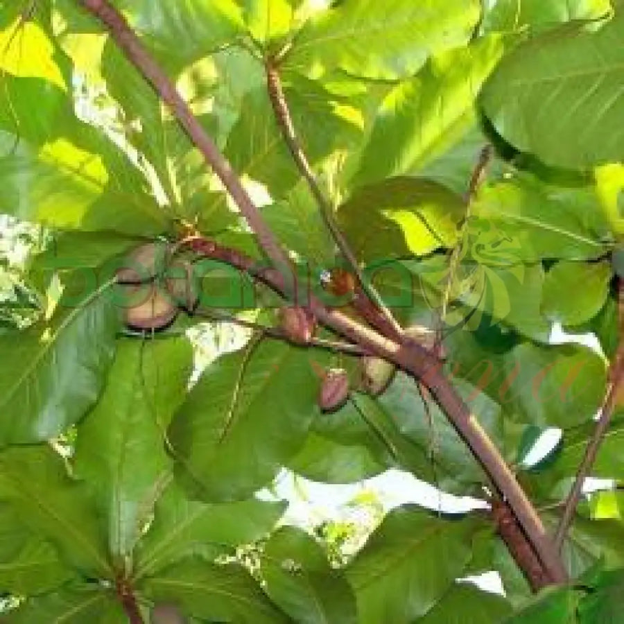 Fresh Almond (Almendra) - Botanica Nena