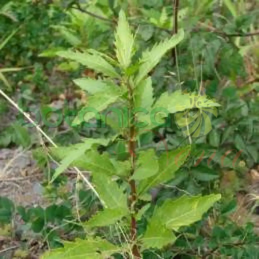 Fresh Epazote (Apasote) - Botanica Nena