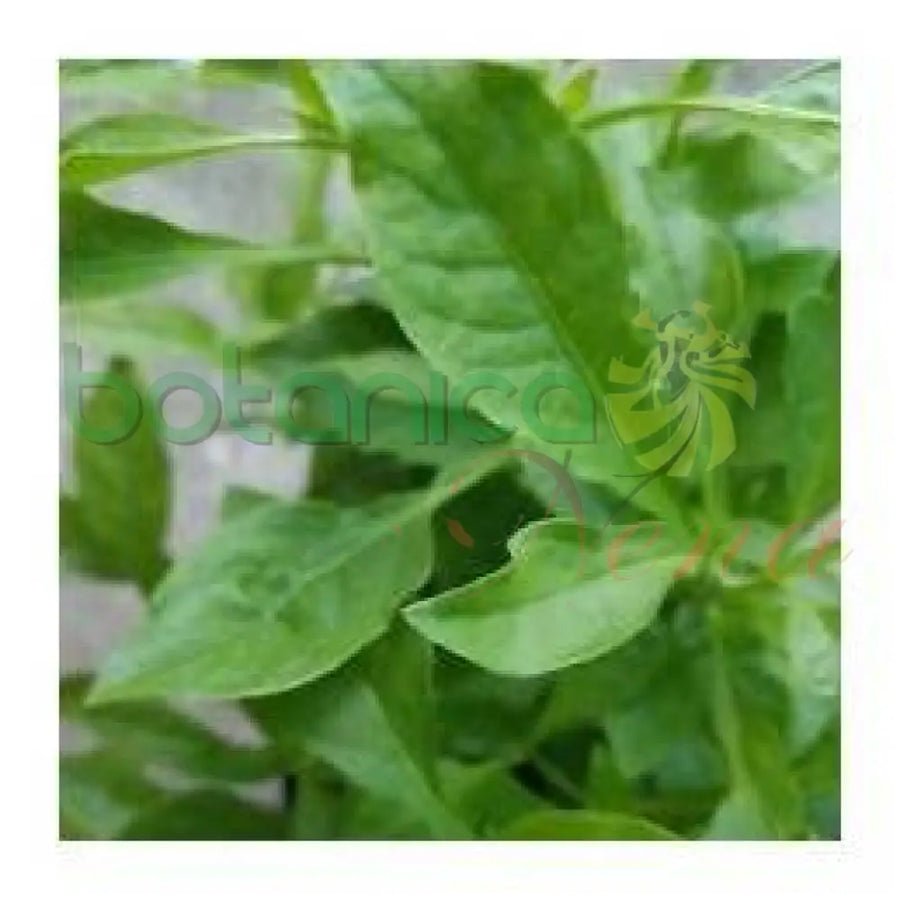 Fresh Arrasa con Todo - Botanica Nena