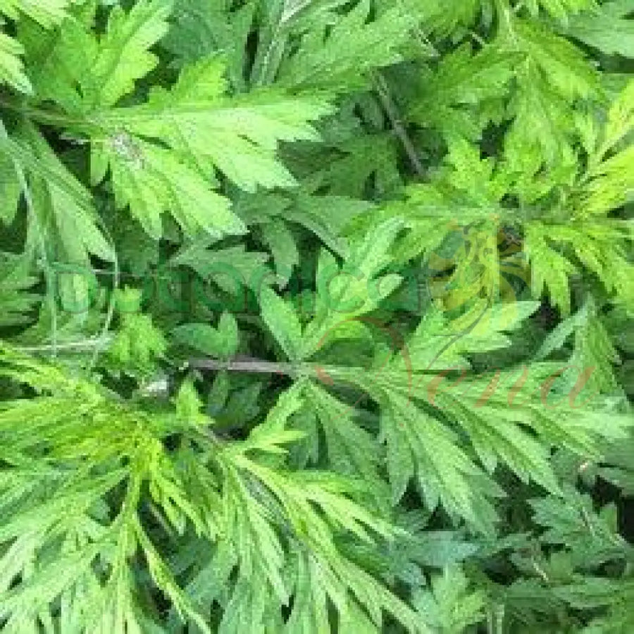 Fresh Mugwort (Artemisa) - Botanica Nena