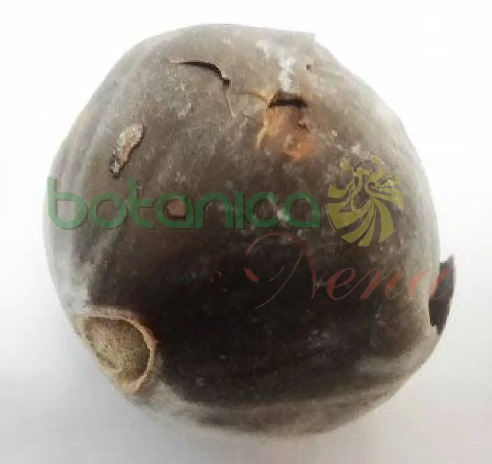 Ashe Obbi Motiwao - Botanica Nena