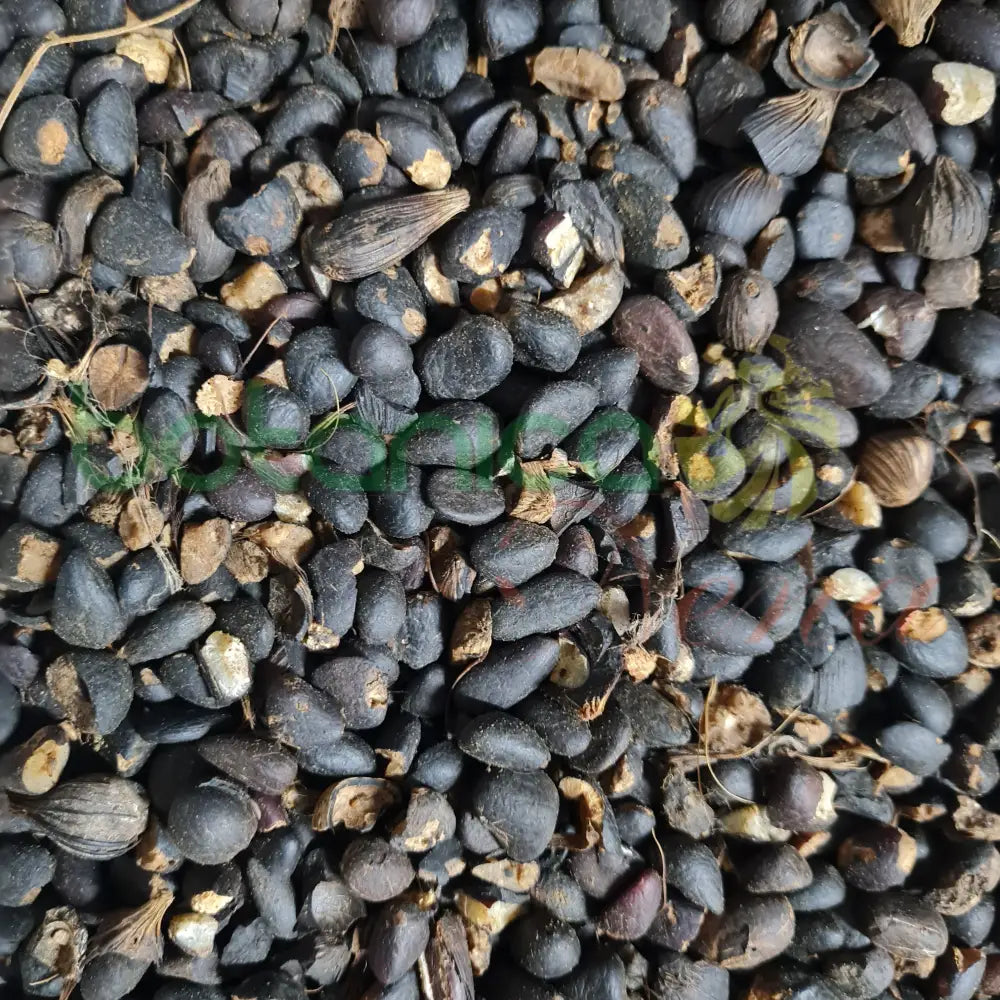 Ashe Obbi Obi - Botanica Nena