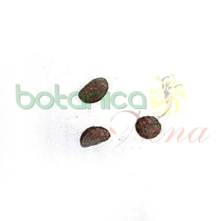 Ashe Orogbo (1 pieza) - Botanica Nena