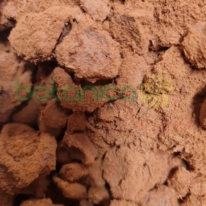 Ashe Osun Naburo - Botanica Nena