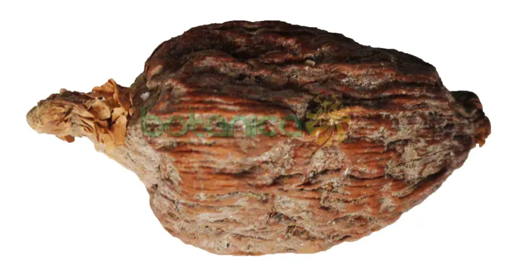 Atare (Vaina de Pimienta Guinea) 2" x 1" aprox. Ashe - Botanica Nena