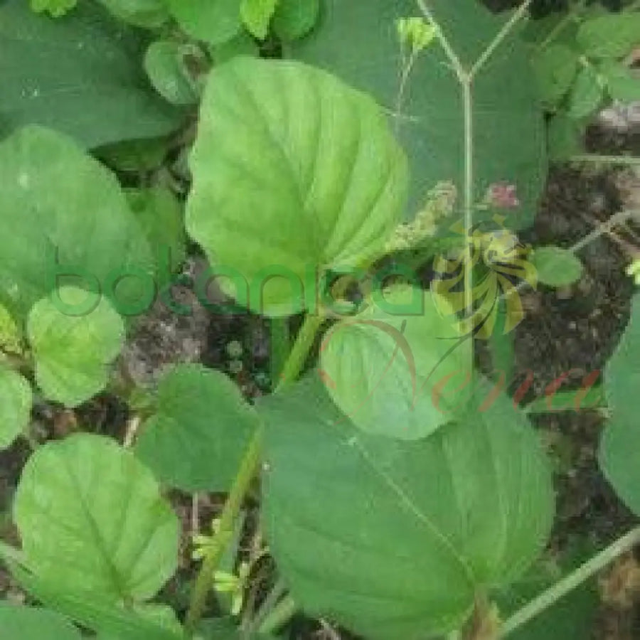 Fresh Atiponla - Botanica Nena