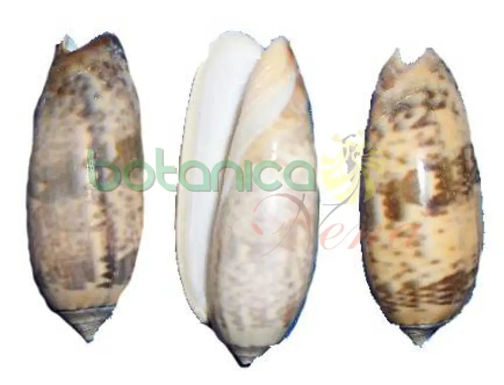 Aye Igbo 1" - 2" - Botanica Nena