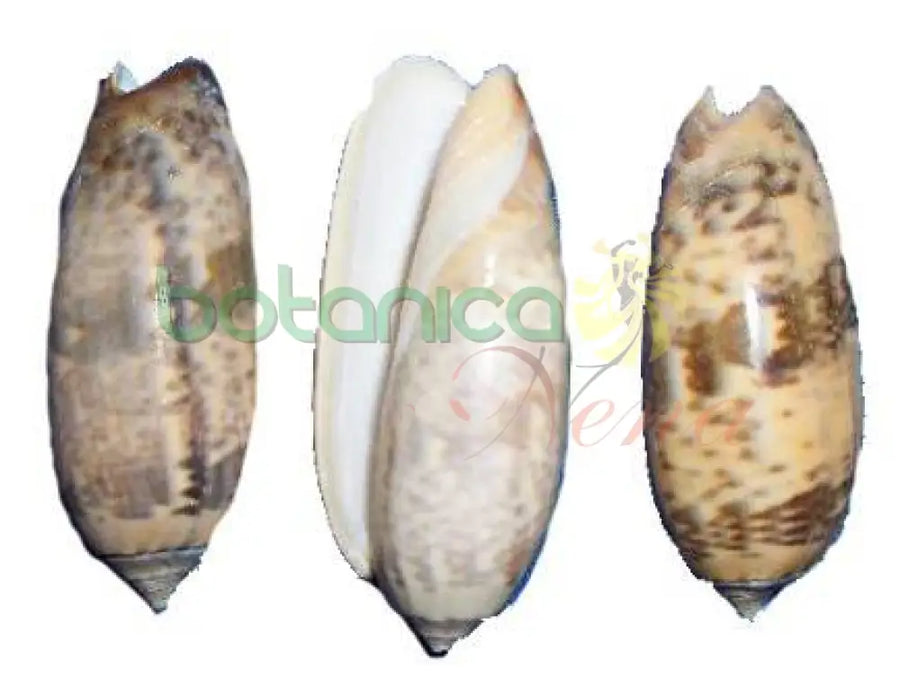 Aye Igbo 1" - 2" - Botanica Nena