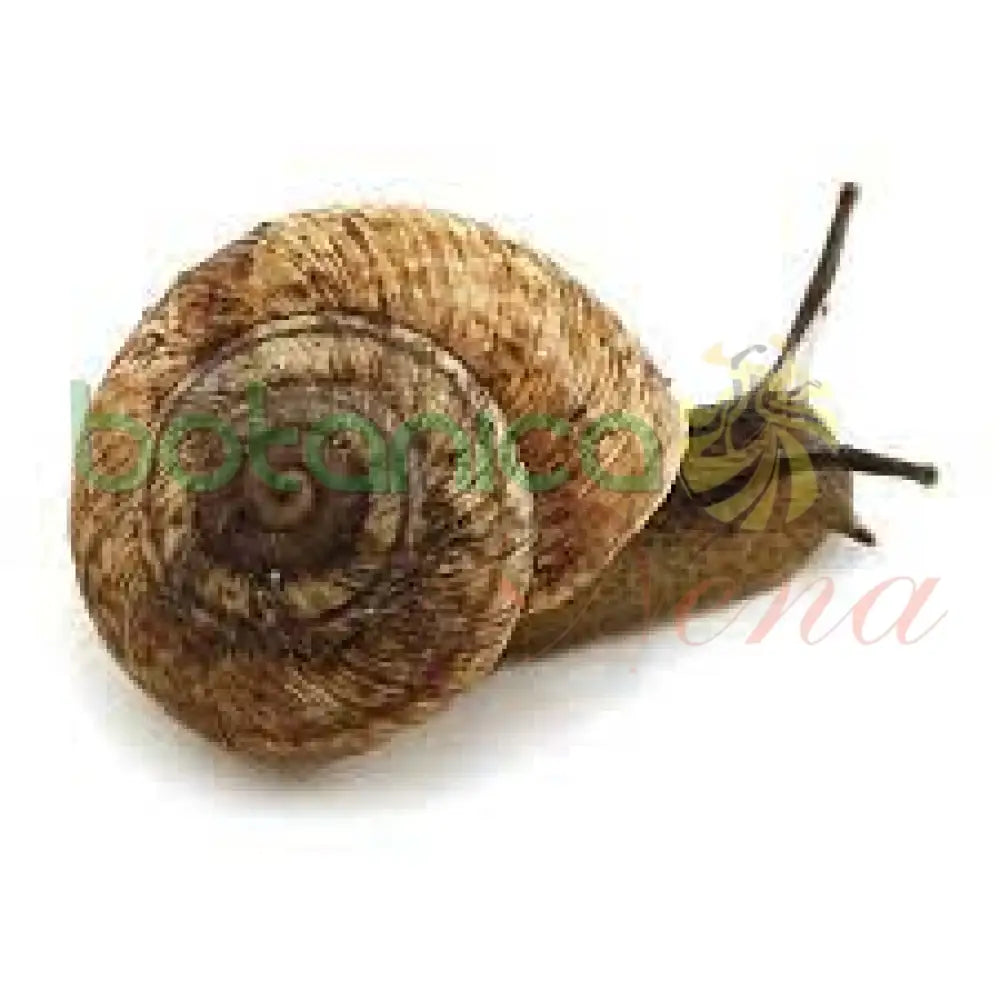 Babosa - Botanica Nena