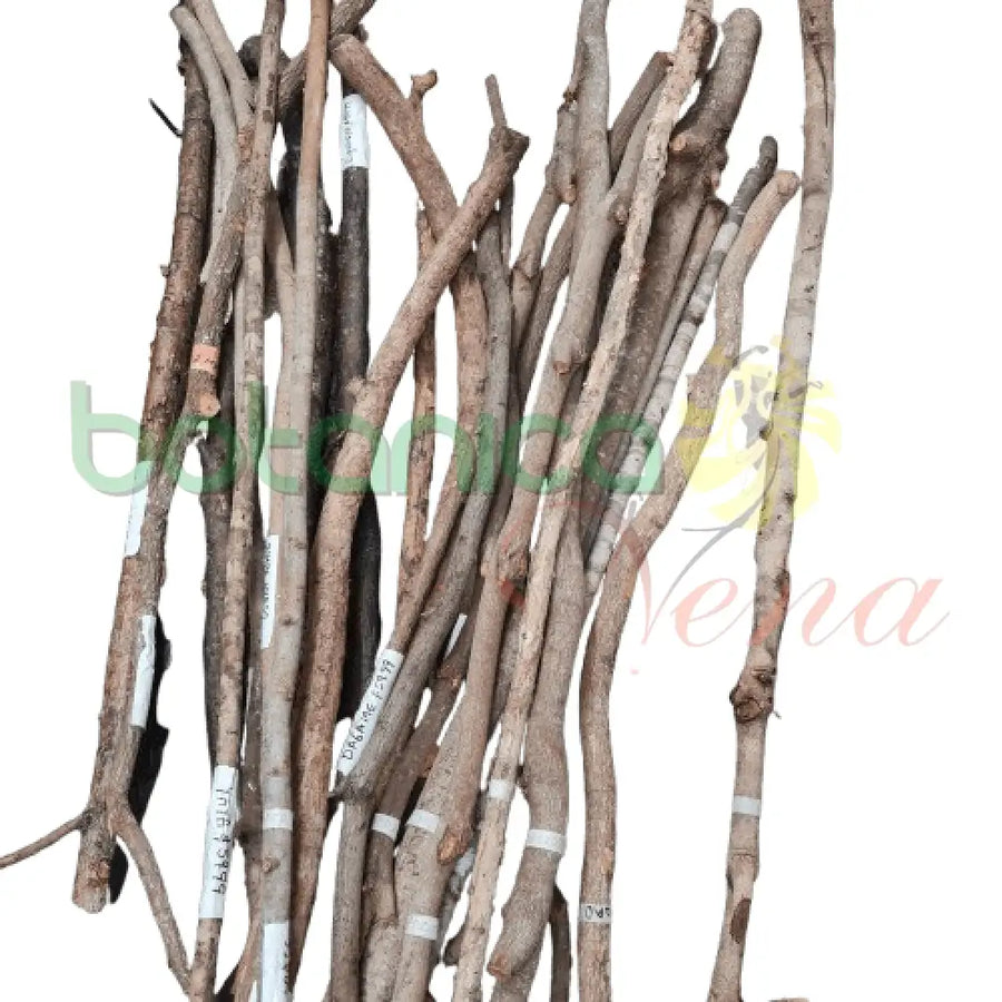 Bastones de Palo 6 ft Aprox - Botanica Nena