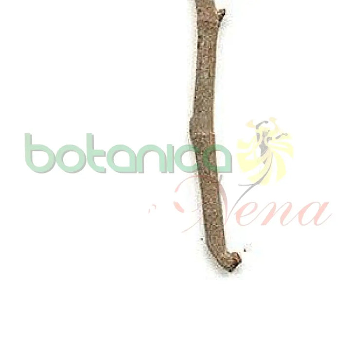 Bastones de Palo 6 ft Aprox Hueso