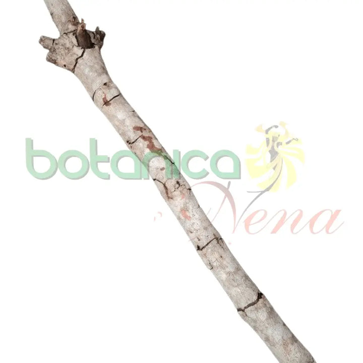 Bastones de Palo 6 ft Aprox - Botanica Nena