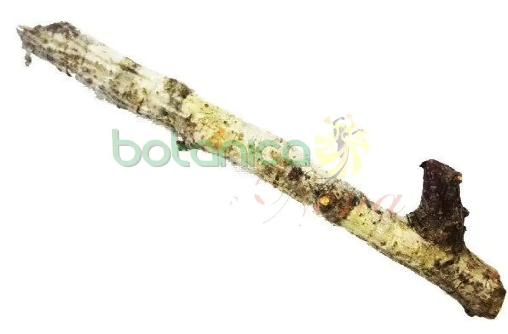 Bastones de Palo 6 ft Aprox - Botanica Nena