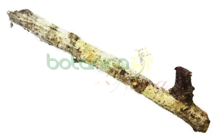 Bastones de Palo 6 ft Aprox - Botanica Nena