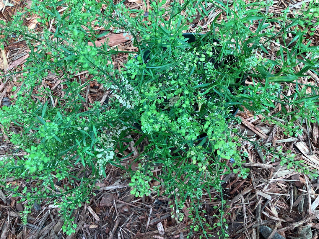 Mastuerzo (Herb) - Botanica Nena