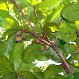 Fresh Almond (Almendra) - Botanica Nena